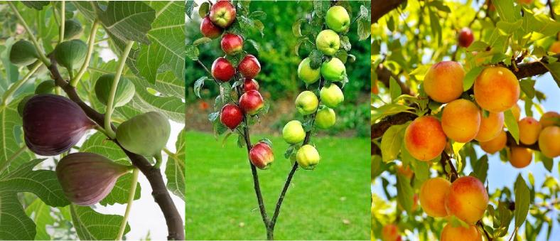 meyve ağaçları çeşitleri nelerdir