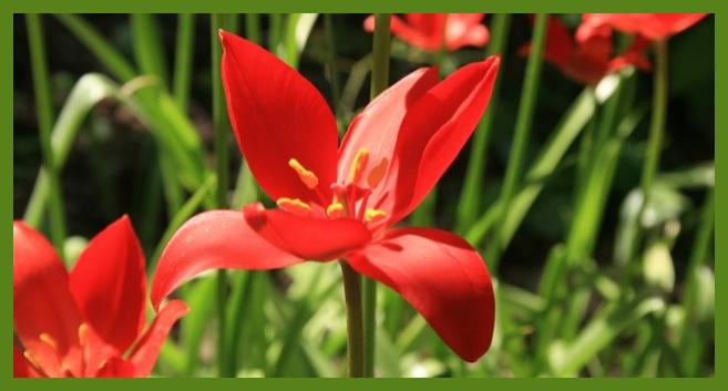 Türkiye'de yetişen endemik çiçek türleri