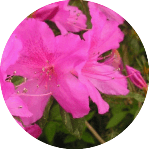 açelya bitkisi çiçekleri bakımı nasıl yapılır