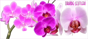 Orkide Çiçeği Bakımı ve Sulama