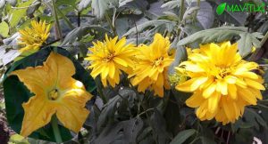 adan zye sarı çiçek açan bitki isimleri