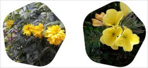sarı çiçek açan bitki isimleri