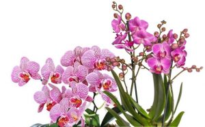 Orkide Çeşitleri Nelerdir Kaç Çeşit Orkide Vardır