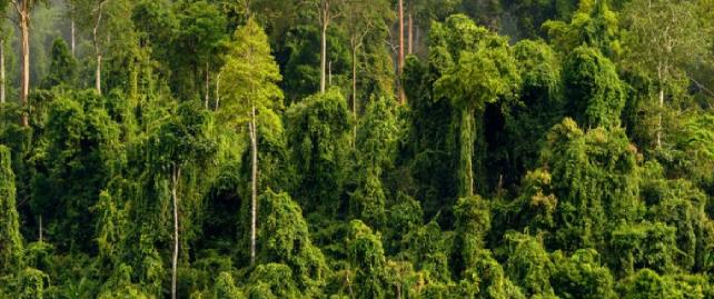 Ormanların çevreye ve insanlara yararları nelerdir