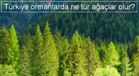 Türkiye ormanlarda ne tür ağaçlar olur?