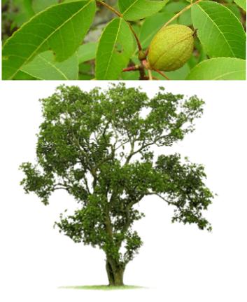 ceviz ağacı hakkında bilgiler