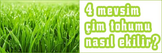 4 mevsim çim tohumu nasıl ekilir, Sonbaharda çim ekilir mi, 1 kg çim tohumu ne kadar yer Eker