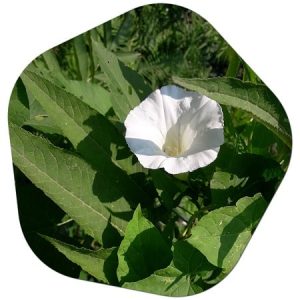 Türkiye'de beyaz çiçekler