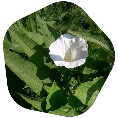 Türkiye'de beyaz çiçekler