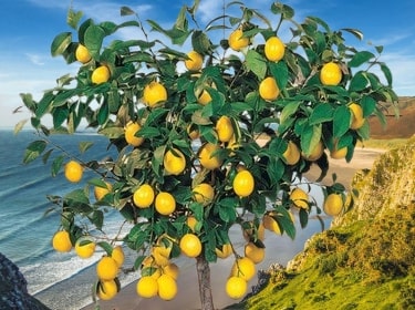 Yediveren limon ağacı yaprakları neden sararır