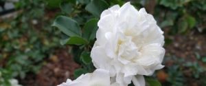 beyaz çiçek adları