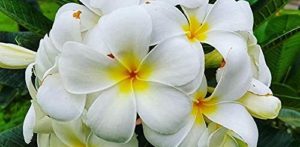 Beyaz çiçekli bitkiler